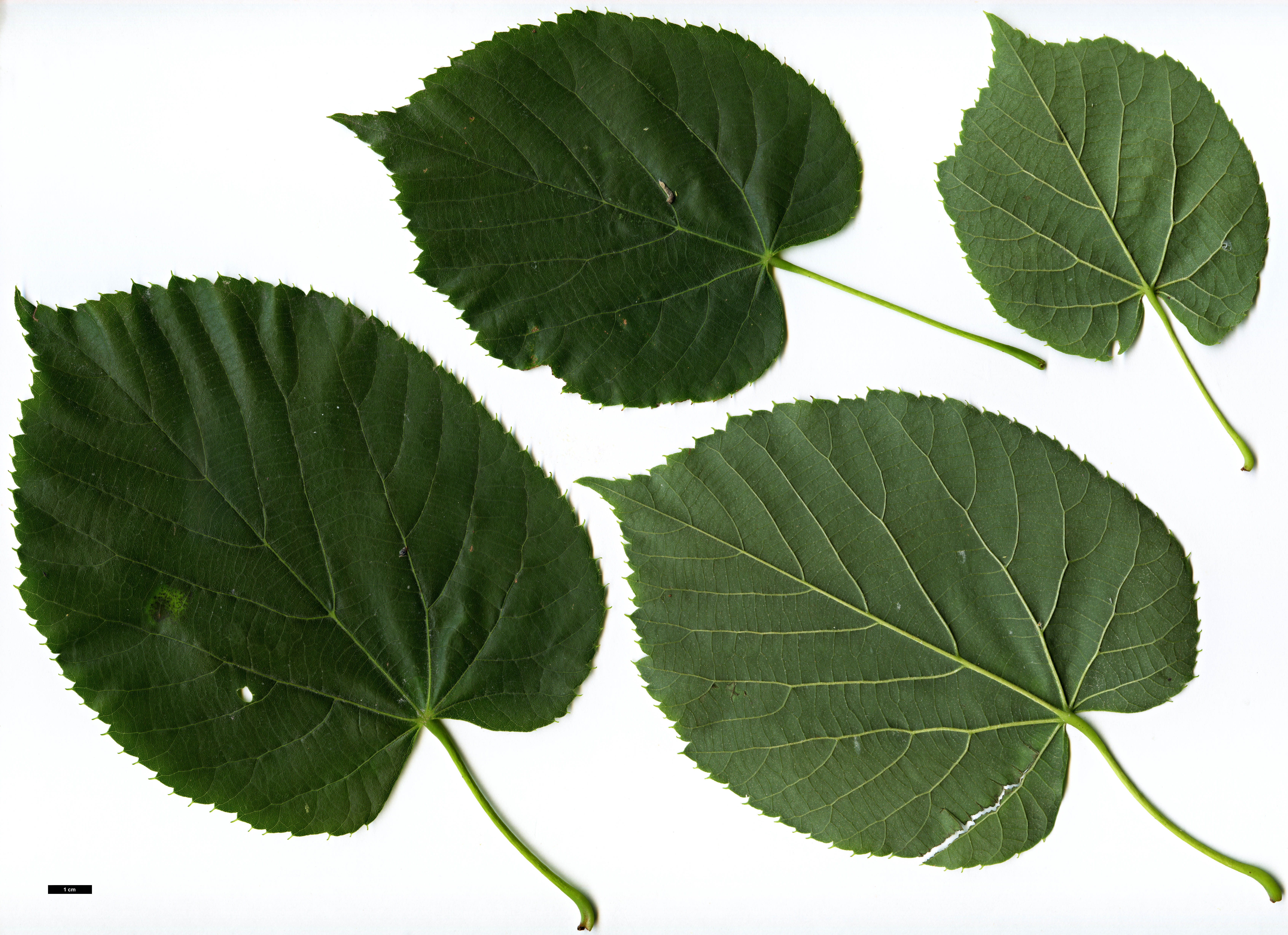 High resolution image: Family: Malvaceae - Genus: Tilia - Taxon: platyphyllos × T.tomentosa ‘Orbicularis’